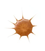 Essence Bronceador Drop Of Shine 25 ml. - Imagen 2